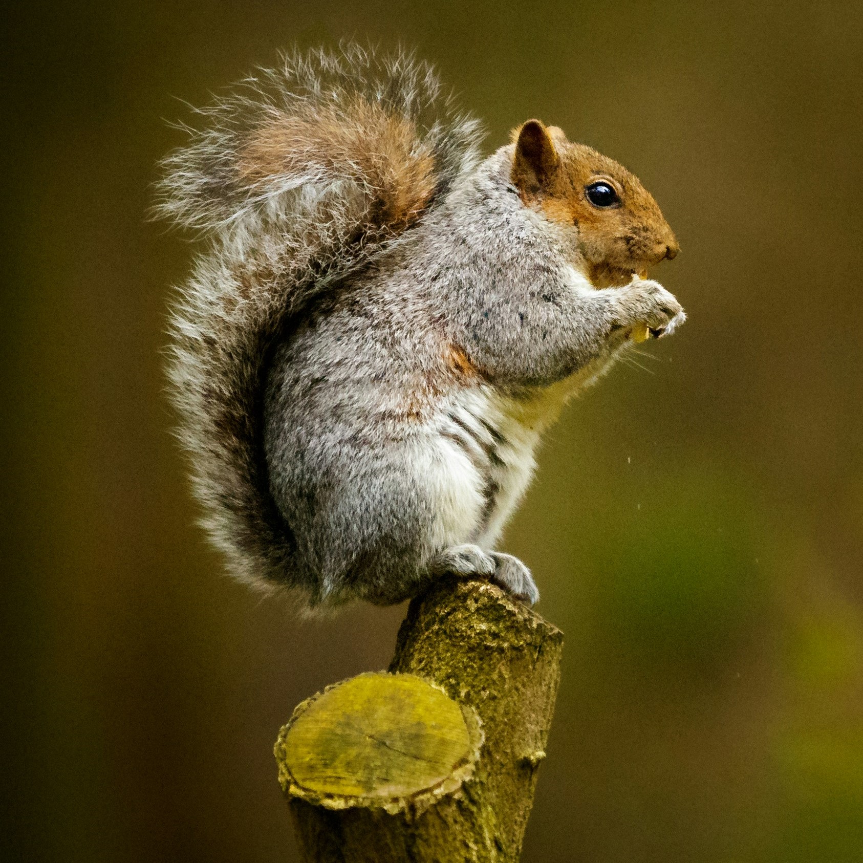 Mango Squirrel